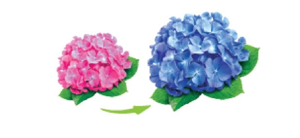 Zmiana wybarwienia hortensji z różowego na fioletowy